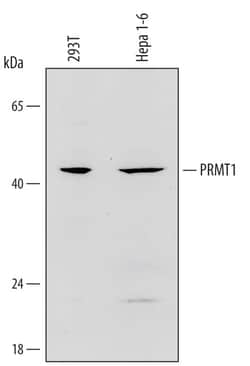 Invitrogen PRMT1 Polyclonal Antibody 100 &mu;g; Unconjugated:Antibodies,