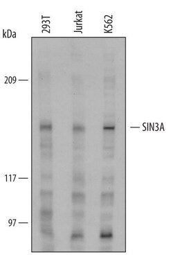Invitrogen SIN3A Polyclonal Antibody 100 &mu;g; Unconjugated:Antibodies,