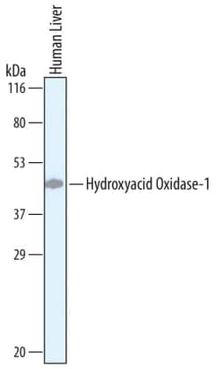 Invitrogen HAO1 Polyclonal Antibody 100 &mu;g; Unconjugated:Antibodies,