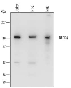 Invitrogen NEDD4 Polyclonal Antibody 100 &mu;g; Unconjugated:Antibodies,