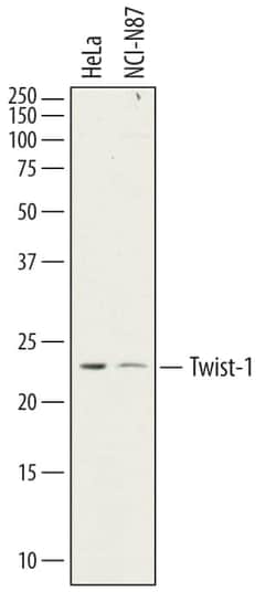Invitrogen TWIST1 Polyclonal Antibody 100 &mu;g; Unconjugated:Antibodies,