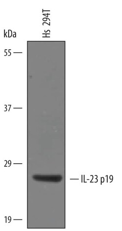 Invitrogen IL-23 p19 Polyclonal Antibody 100 &mu;g; Unconjugated:Antikörper