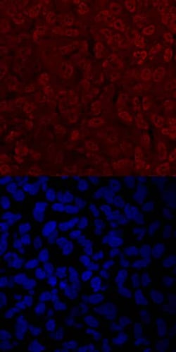 Invitrogen TWIST2 Polyclonal Antibody 100 &mu;g; Unconjugated:Antibodies,