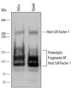 Invitrogen HCFC1 Polyclonal Antibody 100 &mu;g | Buy Online | Invitrogen&trade; | Fisher Scientific