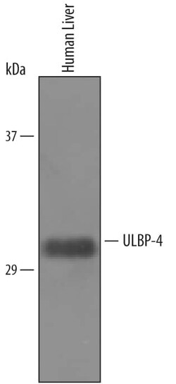 Invitrogen N2DL4 Polyclonal Antibody 100 &mu;g; Unconjugated:Antibodies,