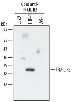 Invitrogen CD263 (TRAIL-R3) Polyclonal Antibody 100 &mu;g; Unconjugated:Antikörper