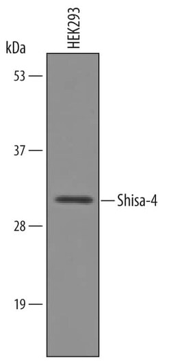 Invitrogen SHISA4 Polyclonal Antibody 100 &mu;g; Unconjugated:Antibodies,
