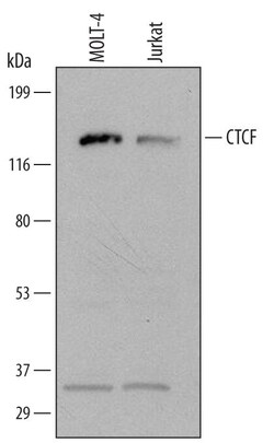 Invitrogen CTCF Polyclonal Antibody 100 &mu;g; Unconjugated:Antibodies,