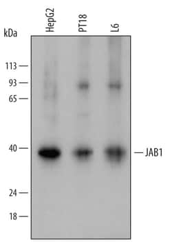 Invitrogen JAB1 Polyclonal Antibody 100 &mu;g | Buy Online | Invitrogen&trade; | Fisher Scientific