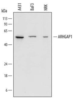 Invitrogen RhoGAP Polyclonal Antibody 100 &mu;g; Unconjugated:Antikörper