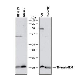 Invitrogen TMSB10 Polyclonal Antibody 100 &mu;g; Unconjugated:Antibodies,