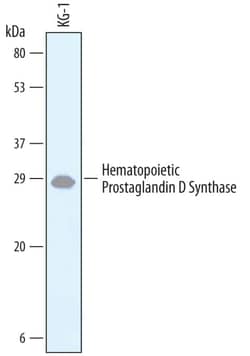 Invitrogen HPGDS Polyclonal Antibody 100 &mu;g; Unconjugated:Antibodies,