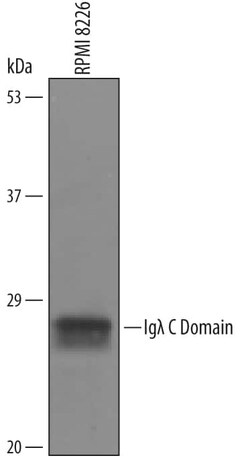 Invitrogen IGLC2 Polyclonal Antibody 100 &mu;g; Unconjugated:Antibodies,