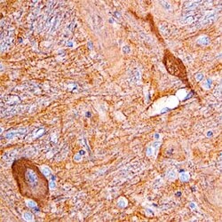 Invitrogen DDAH1 Polyclonal Antibody 100 &mu;g; Unconjugated:Antibodies,