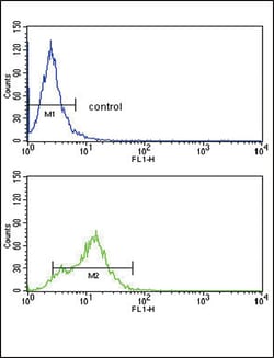 ACVRL1 Polyclonal Antibody:Antibodies, Polyclonal