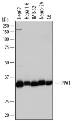 Invitrogen PPA1 Polyclonal Antibody 100 &mu;g; Unconjugated:Antibodies,