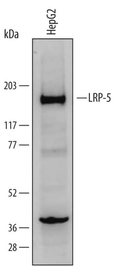 Invitrogen LRP5 Polyclonal Antibody 100 &mu;g; Unconjugated:Antibodies,