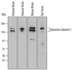 Invitrogen Dynactin 1 Polyclonal Antibody 100 &mu;g; Unconjugated:Antibodies,