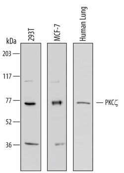 Invitrogen PKC zeta Polyclonal Antibody 100 &mu;g; Unconjugated:Antibodies,