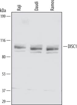 Invitrogen DISC1 Polyclonal Antibody 100 &mu;g | Buy Online | Invitrogen&trade; | Fisher Scientific