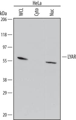 Invitrogen LYAR Polyclonal Antibody 100 &mu;g; Unconjugated:Antibodies,