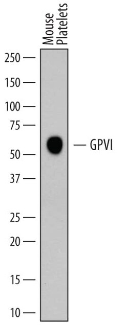 Invitrogen GP6 Polyclonal Antibody 100 &mu;g; Unconjugated:Antibodies,