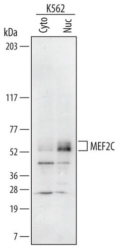 Invitrogen MEF2C Polyclonal Antibody 100 &mu;g; Unconjugated:Antibodies,