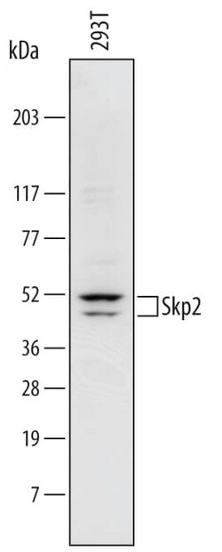 Invitrogen SKP2 Polyclonal Antibody 100 &mu;g; Unconjugated:Antikörper