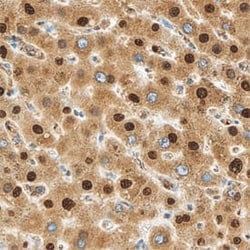 Invitrogen MTF2 Polyclonal Antibody 100 &mu;g; Unconjugated:Antikörper