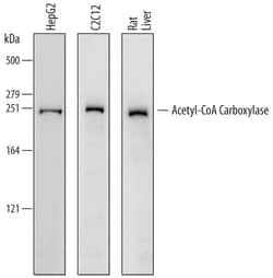Invitrogen Acetyl-CoA Carboxylase Polyclonal Antibody 100 &mu;g; Unconjugated:Antibodies,