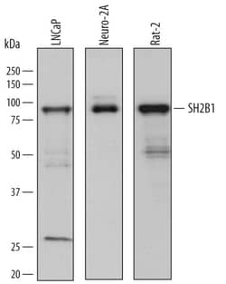 Invitrogen SH2B1 Polyclonal Antibody 100 &mu;g; Unconjugated:Antibodies,