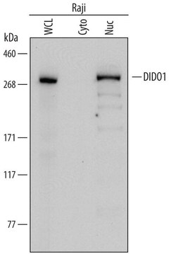 Invitrogen DATF1 Polyclonal Antibody 100 &mu;g; Unconjugated:Antibodies,