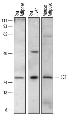 Invitrogen SCF Polyclonal Antibody 100 &mu;g; Unconjugated:Antikörper