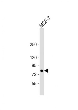Invitrogen B-Raf Polyclonal Antibody 400 &mu;L; Unconjugated:Antibodies,