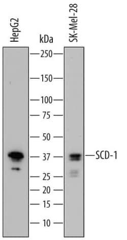 Invitrogen SCD Polyclonal Antibody 100 &mu;g; Unconjugated:Antikörper