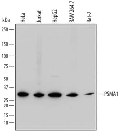 Invitrogen PSMA1 Polyclonal Antibody 100 &mu;g; Unconjugated:Antibodies,