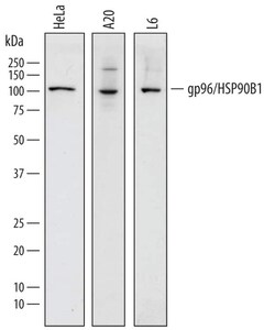 Invitrogen GRP94 Polyclonal Antibody 100 &mu;g; Unconjugated:Antibodies,