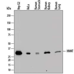 Invitrogen HNMT Polyclonal Antibody 100 &mu;g; Unconjugated:Antibodies,