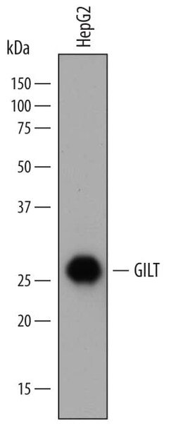 Invitrogen™ IFI30 Polyclonal Antibody