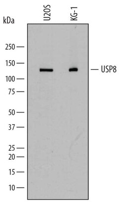 Invitrogen USP8 Polyclonal Antibody 100 &mu;g; Unconjugated:Antibodies,
