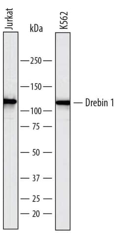 Invitrogen Drebrin Polyclonal Antibody 100 &mu;g; Unconjugated:Antibodies,