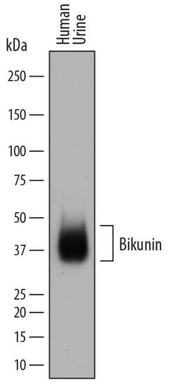 Invitrogen Bikunin Polyclonal Antibody 100 &mu;g; Unconjugated:Antibodies,