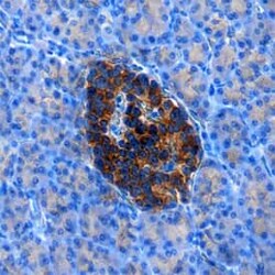 Invitrogen RFX6 Polyclonal Antibody 100 &mu;g; Unconjugated:Antibodies,