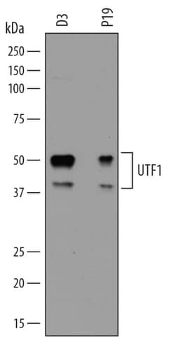 Invitrogen UTF1 Polyclonal Antibody 100 &mu;g; Unconjugated:Antibodies,