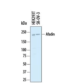 Invitrogen Afadin Polyclonal Antibody 100 &mu;g; Unconjugated:Antibodies,