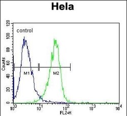 Invitrogen c-Raf Polyclonal Antibody 400 &mu;L; Unconjugated:Antibodies,