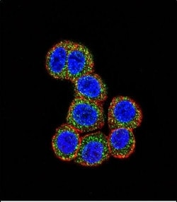 Invitrogen c-Raf Polyclonal Antibody 400 &mu;L; Unconjugated:Antibodies,