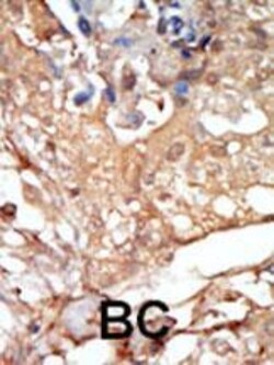 Invitrogen c-Raf Polyclonal Antibody 400 &mu;L; Unconjugated:Antibodies,