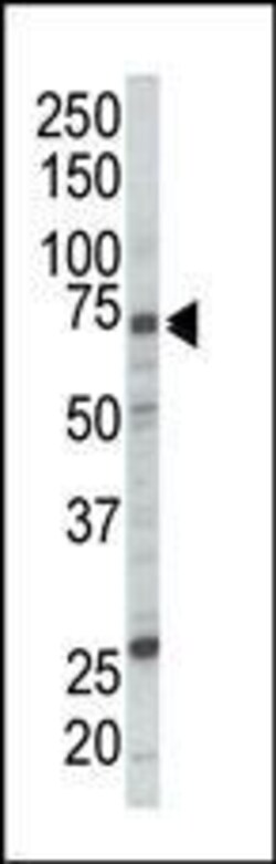 Invitrogen c-Raf Polyclonal Antibody 400 &mu;L; Unconjugated:Antibodies,