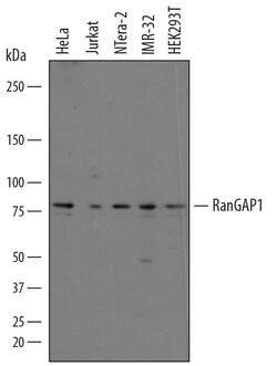 Invitrogen RANGAP1 Polyclonal Antibody 100 &mu;g; Unconjugated:Antibodies,